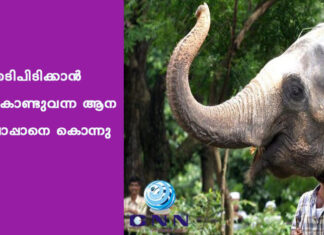 തടിപിടിക്കാന് കൊണ്ടുവന്ന ആന പാപ്പാനെ കൊന്നു