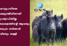 കാട്ടുപന്നിയെ ക്ഷുദ്രജീവിയായി പ്രഖ്യാപിക്കില്ല; കേരളത്തിന്റെ ആവശ്യം കേന്ദ്ര സർക്കാർ വീണ്ടും തള്ളി