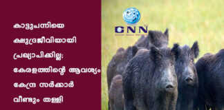 കാട്ടുപന്നിയെ ക്ഷുദ്രജീവിയായി പ്രഖ്യാപിക്കില്ല; കേരളത്തിന്റെ ആവശ്യം കേന്ദ്ര സർക്കാർ വീണ്ടും തള്ളി