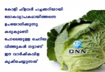 കോളി ഫ്ലവര് പച്ചക്കറിയായി ലോകവ്യാപകമായിത്തന്നെ ഉപയോഗിക്കുന്നു. കടുകുമണി പോലെയുള്ള ചെറിയ വിത്തുകള് നട്ടാണ് ഈ വാര്ഷികവിള കൃഷിചെയ്യുന്നത്