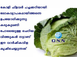 കോളി ഫ്ലവര് പച്ചക്കറിയായി ലോകവ്യാപകമായിത്തന്നെ ഉപയോഗിക്കുന്നു. കടുകുമണി പോലെയുള്ള ചെറിയ വിത്തുകള് നട്ടാണ് ഈ വാര്ഷികവിള കൃഷിചെയ്യുന്നത്