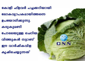 കോളി ഫ്ലവര് പച്ചക്കറിയായി ലോകവ്യാപകമായിത്തന്നെ ഉപയോഗിക്കുന്നു. കടുകുമണി പോലെയുള്ള ചെറിയ വിത്തുകള് നട്ടാണ് ഈ വാര്ഷികവിള കൃഷിചെയ്യുന്നത്