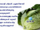 കോളി ഫ്ലവര് പച്ചക്കറിയായി ലോകവ്യാപകമായിത്തന്നെ ഉപയോഗിക്കുന്നു. കടുകുമണി പോലെയുള്ള ചെറിയ വിത്തുകള് നട്ടാണ് ഈ വാര്ഷികവിള കൃഷിചെയ്യുന്നത്