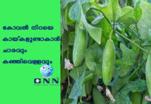 കോവല് നിറയെ കായ്കളുണ്ടാകാന് ചാരവും കഞ്ഞിവെള്ളവും