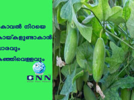 കോവല് നിറയെ കായ്കളുണ്ടാകാന് ചാരവും കഞ്ഞിവെള്ളവും