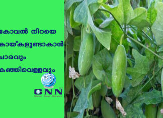 കോവല് നിറയെ കായ്കളുണ്ടാകാന് ചാരവും കഞ്ഞിവെള്ളവും