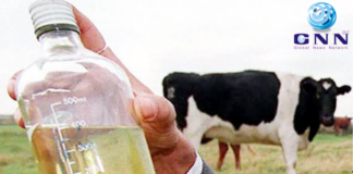 ന്യൂസിലാൻഡിൽ വിമാനയാത്രക്കാരനിൽ നിന്നും ഗോമൂത്രം പിടിച്ചെടുത്തു നശിപ്പിച്ചു