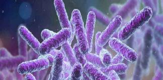 ചെറുവത്തൂരിൽ ഭക്ഷ്യ വിഷബാധയ്ക്ക് കാരണം ഷിഗെല്ല; ജാഗ്രത പാലിക്കണം