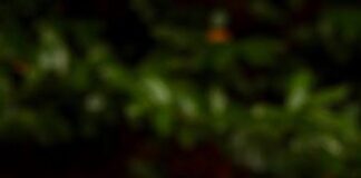 ‘മഹാറാണി വിപ്ലവ ലോകം’ നേരിൽ കാണാം… Rebel City Distillery നാളെ മുതൽ സന്ദർകർക്കായി തുറക്കുന്നു..