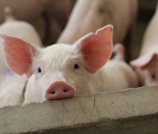 เดเดฃเตเดฃเตเดฐเดฟเตฝ เดชเดจเตเดจเดฟเดชเตเดชเดจเดฟ เดธเตเดฅเดฟเดฐเตเดเดฐเดฟเดเตเดเต