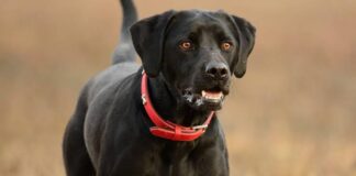 നായകളില് നിന്നും കടിയേറ്റുള്ള മരണങ്ങള് വിദഗ്ധ സമിതി അന്വേഷിക്കും