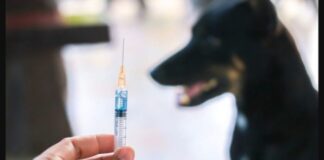 പേ വിഷ പ്രതിരോധ വാക്സീന്റെ ഗുണനിലവാര പരിശോധന നടത്തും