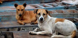 തെരുവുനായയുടെ ജഡം കത്തിക്കരിഞ്ഞ നിലയിൽ; ജീവനോടെ കത്തിച്ചതെന്ന് സംശയം