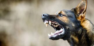 പേവിഷബാധയ്ക്ക് ചികിത്സ തേടിയെത്തിയ യുവതിയ്ക്ക് ആശുപത്രിക്കുള്ളിൽ വച്ച് തെരുവുനായയുടെ കടിയേറ്റു