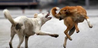 തെരുവുനായകളെ കൂട്ടത്തോടെ കൊല്ലാതിരിക്കാൻ ബോധവത്കരണം നടത്തണമെന്ന് ഡിജിപി