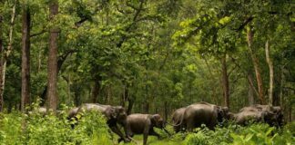 ബഫർ സോണിൽ രണ്ട് ദേശീയ ഉദ്യാനങ്ങൾക്ക് ഇളവ്