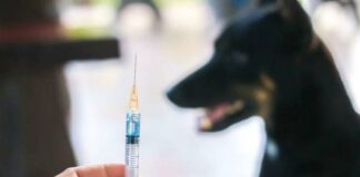 പരിശോധനയ്ക്കയച്ച പേവിഷബാധ പ്രതിരോധ വാക്സീൻ ഗുണനിലവാരമുള്ളതെന്ന് കേന്ദ്ര ഡ്രഗ്സ് ലാബ്