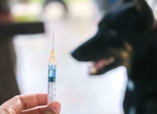 പരിശോധനയ്ക്കയച്ച പേവിഷബാധ പ്രതിരോധ വാക്സീൻ ഗുണനിലവാരമുള്ളതെന്ന് കേന്ദ്ര ഡ്രഗ്സ് ലാബ്