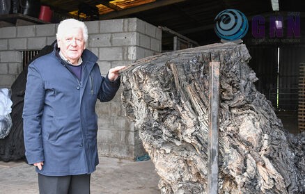 3380336_15_articleinlinemobile_HC_20Bog_20Tree_202