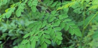 മുരിങ്ങയുടെ ഔഷധ ഗുണങ്ങൾ