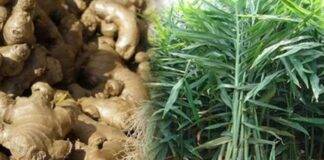 ഇഞ്ചി കഴിച്ചാൽ അഞ്ചല്ല… അമ്പതുണ്ട് ഗുണങ്ങൾ