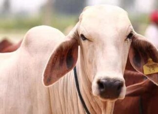 പ്രണയദിനത്തിൽ പശുവിനെ കെട്ടിപ്പിടിക്കേണ്ട; ഉത്തരവ് പിൻവലിച്ച് മൃഗക്ഷേമ ബോർഡ്