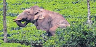അരിക്കൊമ്പനെതിരെ പറമ്പിക്കുളം വീണ്ടും സമരത്തിലേക്ക്