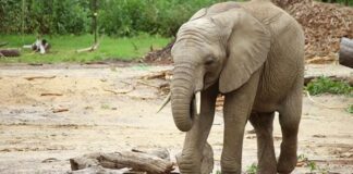 เดกเดพเดฒเดธเต เดฎเตเดเดถเดพเดฒเดฏเดฟเดฒเต เดเดจ เดเตผเดฎเดฏเดพเดฏเดฟ -เดชเดฟ เดชเดฟ เดเตเดฑเดฟเดฏเดพเตป