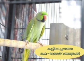 കൂട്ടിലടച്ച തത്ത