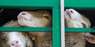 Goat Plague: ഗ്രീസിൽ പതിനായിരയിരക്കണക്കിന് ആടുകളിൽ പരിശോധന നടത്തി