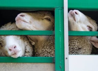 Goat Plague: ഗ്രീസിൽ പതിനായിരയിരക്കണക്കിന് ആടുകളിൽ പരിശോധന നടത്തി
