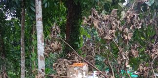 കുറിച്ചിത്താനത്തെ തടി മോഷണം; തടി വിറ്റത് കുറവിലങ്ങാട് കോഴ സ്വദേശിക്ക്