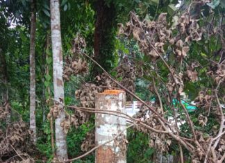 കുറിച്ചിത്താനത്തെ തടി മോഷണം; തടി വിറ്റത് കുറവിലങ്ങാട് കോഴ സ്വദേശിക്ക്