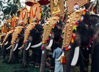 ആന എഴുന്നള്ളിപ്പ്; മാർഗനിർദേശങ്ങളിൽ മാറ്റമില്ലെന്ന് ഹൈക്കോടതി