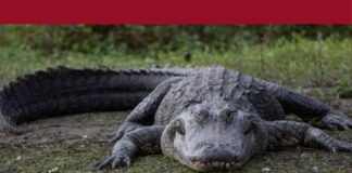 ക്രൂരതയുടെ 26 വർഷങ്ങൾ; അഞ്ചുവയസ്സുകാരിയെ ചീങ്കണ്ണികൾക്ക് എറിഞ്ഞുകൊടുത്ത പ്രതിക്ക് ജീവപര്യന്തം