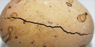 അന്റാർട്ടിക്കയിൽ കണ്ടെത്തിയത് 6.8 കോടി വർഷം പഴക്കമുള്ള ഭീമൻ മുട്ട!