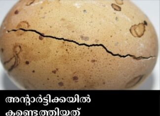 അന്റാർട്ടിക്കയിൽ കണ്ടെത്തിയത് 6.8 കോടി വർഷം പഴക്കമുള്ള ഭീമൻ മുട്ട!