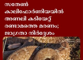 സതേൺ കാലിഫോർണിയയിൽ അണലി കടിയേറ്റ് രണ്ടാമത്തെ മരണം; ജാഗ്രതാ നിർദ്ദേശം