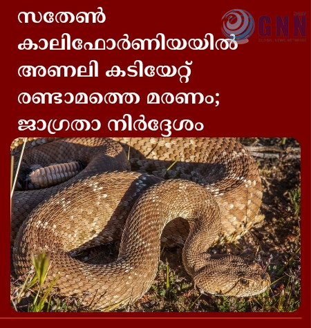 സതേൺ കാലിഫോർണിയയിൽ അണലി കടിയേറ്റ് രണ്ടാമത്തെ മരണം; ജാഗ്രതാ നിർദ്ദേശം