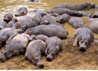 പെറ്റുപെരുകിയ ഹിപ്പോപ്പൊട്ടാമസുകളെ കൊല്ലാൻ കൊളംബിയൻ സർക്കാർ തീരുമാനം