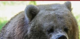 เดชเตเดณเดฃเตเดเดฟเตฝ เดเดฐเดเดฟเดฏเตเดเต เดเดเตเดฐเดฎเดฃเดคเตเดคเดฟเตฝ เดเดพเตฝเดจเดเดฏเดพเดคเตเดฐเดเตเดเดพเดฐเดฟ เดเตเดฒเตเดฒเดชเตเดชเตเดเตเดเต