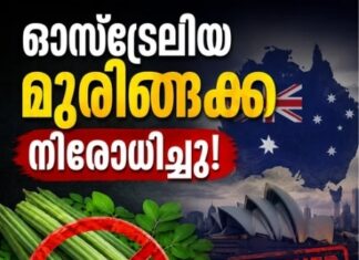 ഓസ്ട്രേലിയ മുരിങ്ങക്ക നിരോധിച്ചു; വിഷമത്തോടെ ഏഷ്യക്കാർ