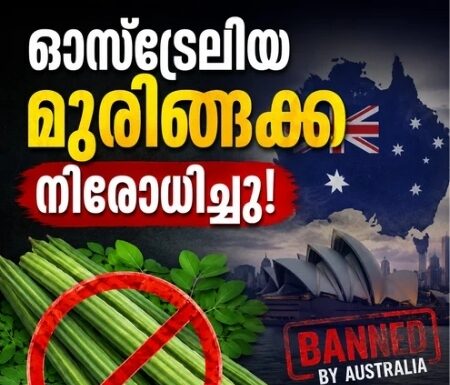 ഓസ്ട്രേലിയ മുരിങ്ങക്ക നിരോധിച്ചു; വിഷമത്തോടെ ഏഷ്യക്കാർ